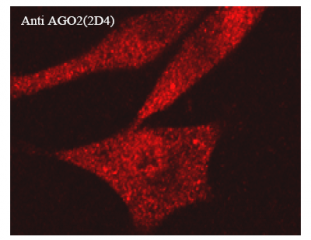Anticuerpo monoclonal Anti-AGO2 de ratón   