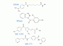Inhibitors Histone