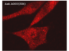 Anticuerpo monoclonal Anti-AGO2 de ratón   
