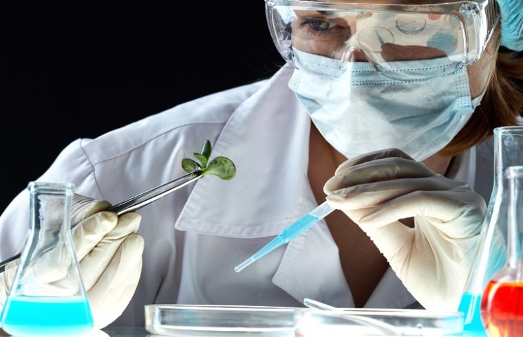 Productos vegetales en investigaciones biomédicas: las quinonas