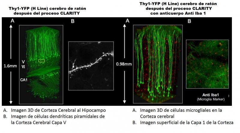 Thy 1-YFP Proceso CLARITY