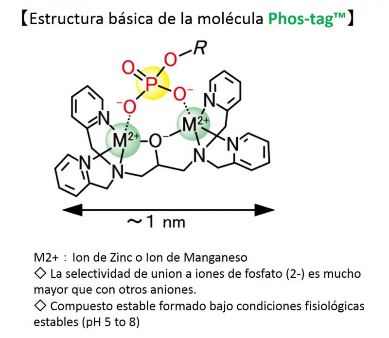 Estructura básica de la molécula Phos-tag™