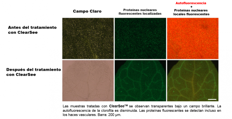 Muestras tratadas con ClearSee