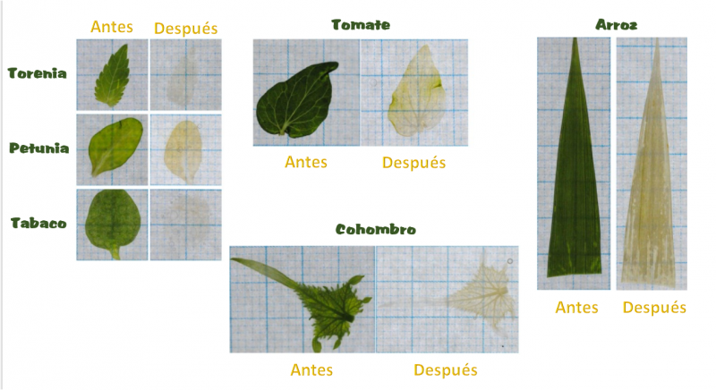 Hojas tratada con ClearSee