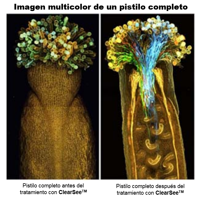 Multicolor de pistilo completo
